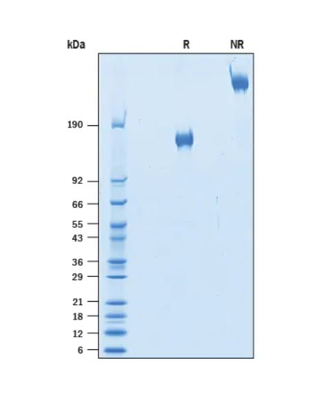 2 μg/lane Protein  was resolved with SDS-PAGE under reducing (R) and non-reducing (NR) conditions and visualized by Coomassie® Blue staining.